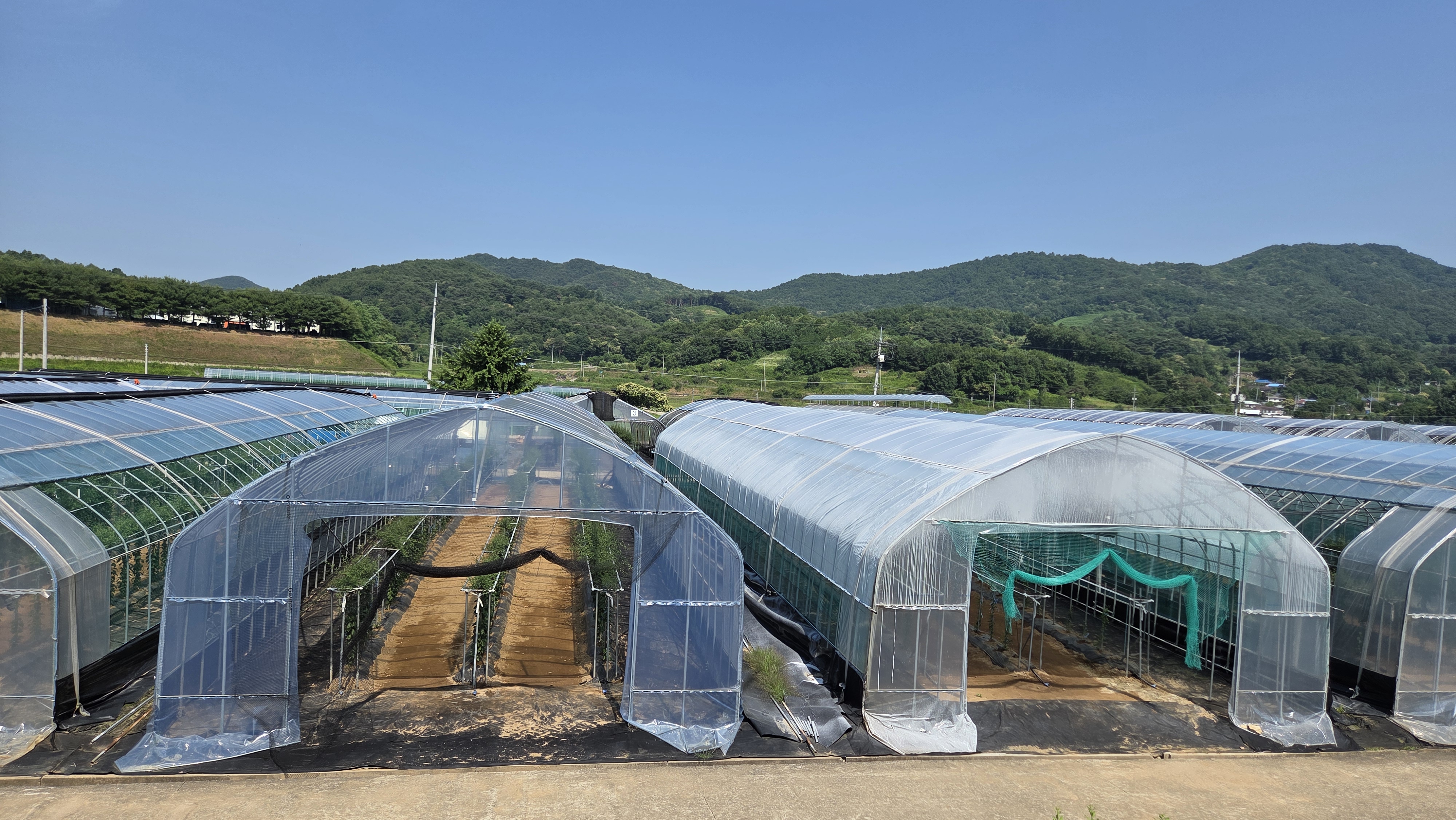 시설구기자고온 피해경감기술개발 본격화
